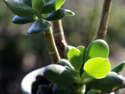 jade plant care indoor