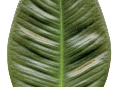 indoor plant