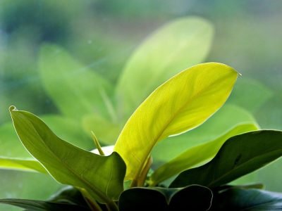 indoor plant