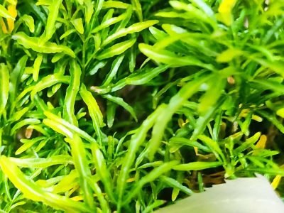 indoor plant