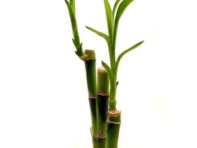 indoor plant