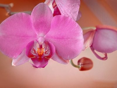 miltonia-orchids
