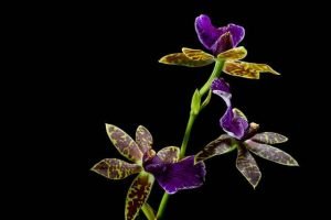 miltoniaOrchid-2