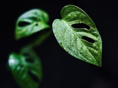 indoor plant