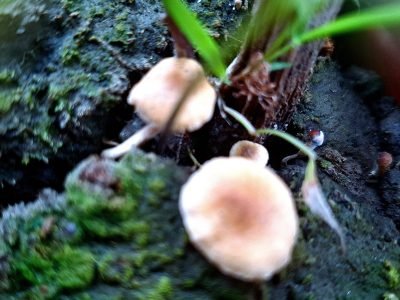 mushroom is a fruit or vegetable