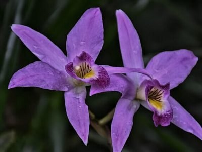 orchid