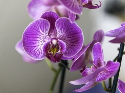 indoor plant