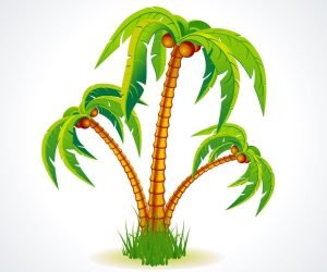 palm