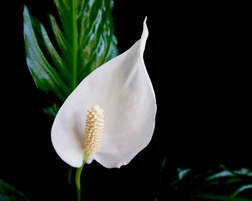peace-lily-6774740_1280 peace-lily-6774740_1280