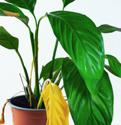 peace lily indoor plant benefits