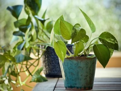 indoor plant