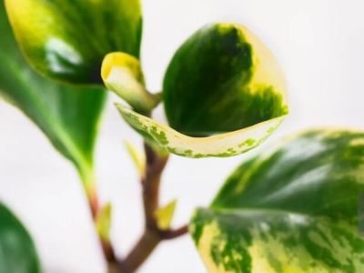 Baby rubber plant indoor benefits