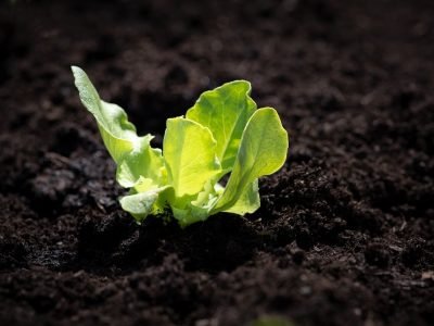 how to care indoor plants during winter