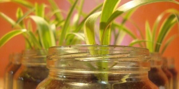 spider-plant-442204_1280
