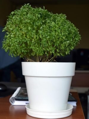 taking care of houseplants in winter taking care of houseplants in winter